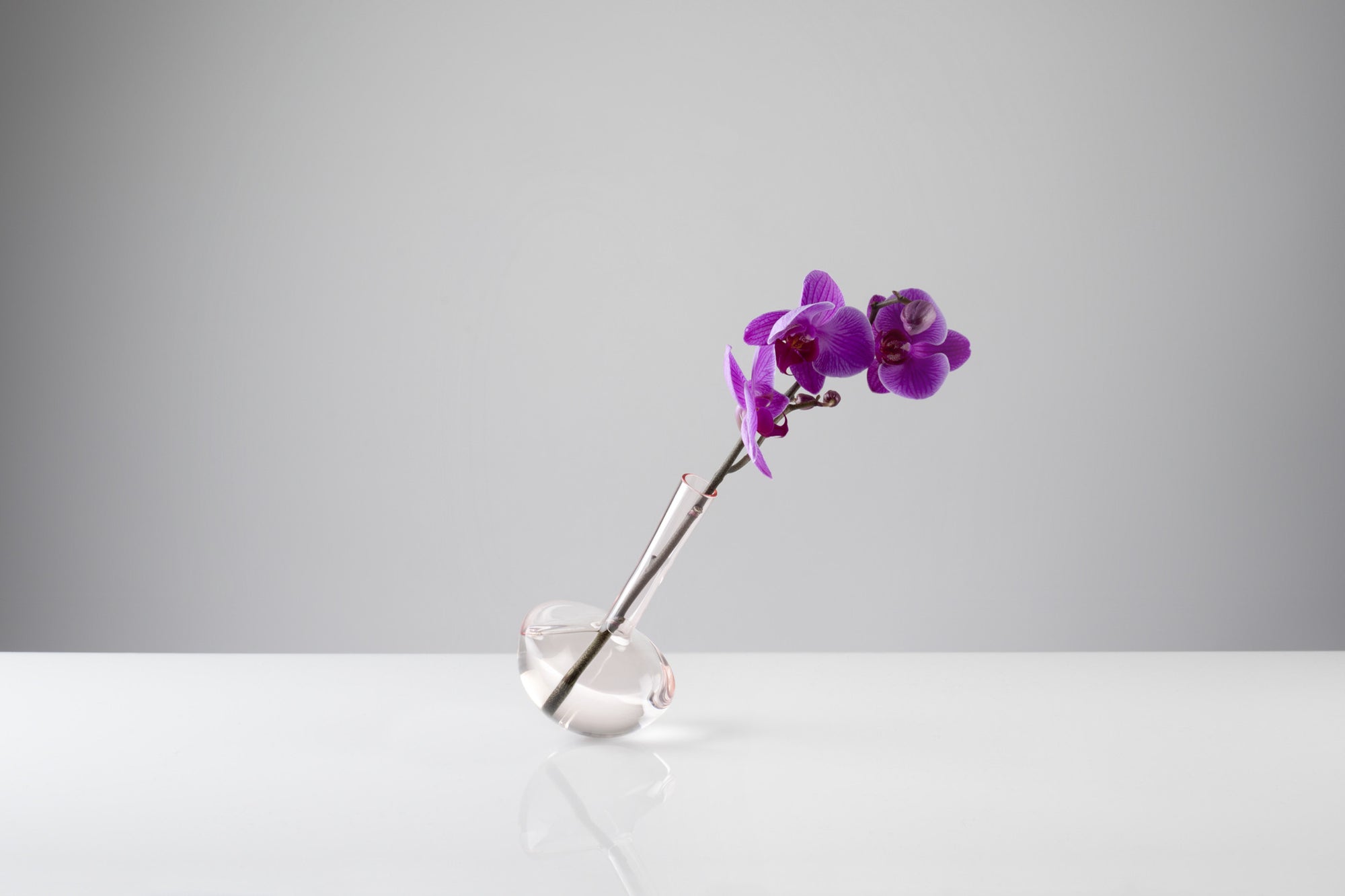 GAUGE vase (Single stem, Clear) - Photograph by John R Ward