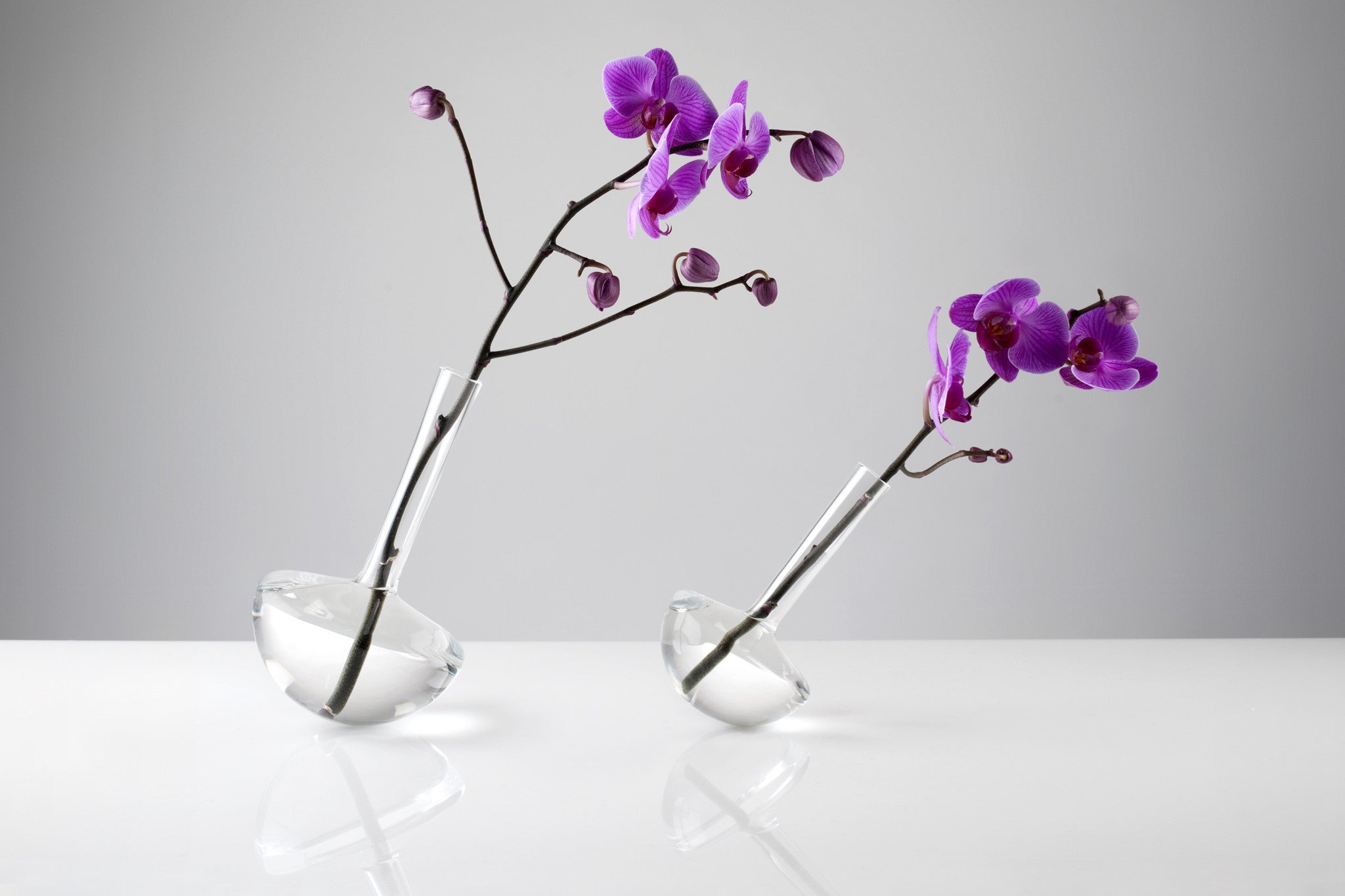 GAUGE (Stems & Single stem) - Photograph by John R Ward