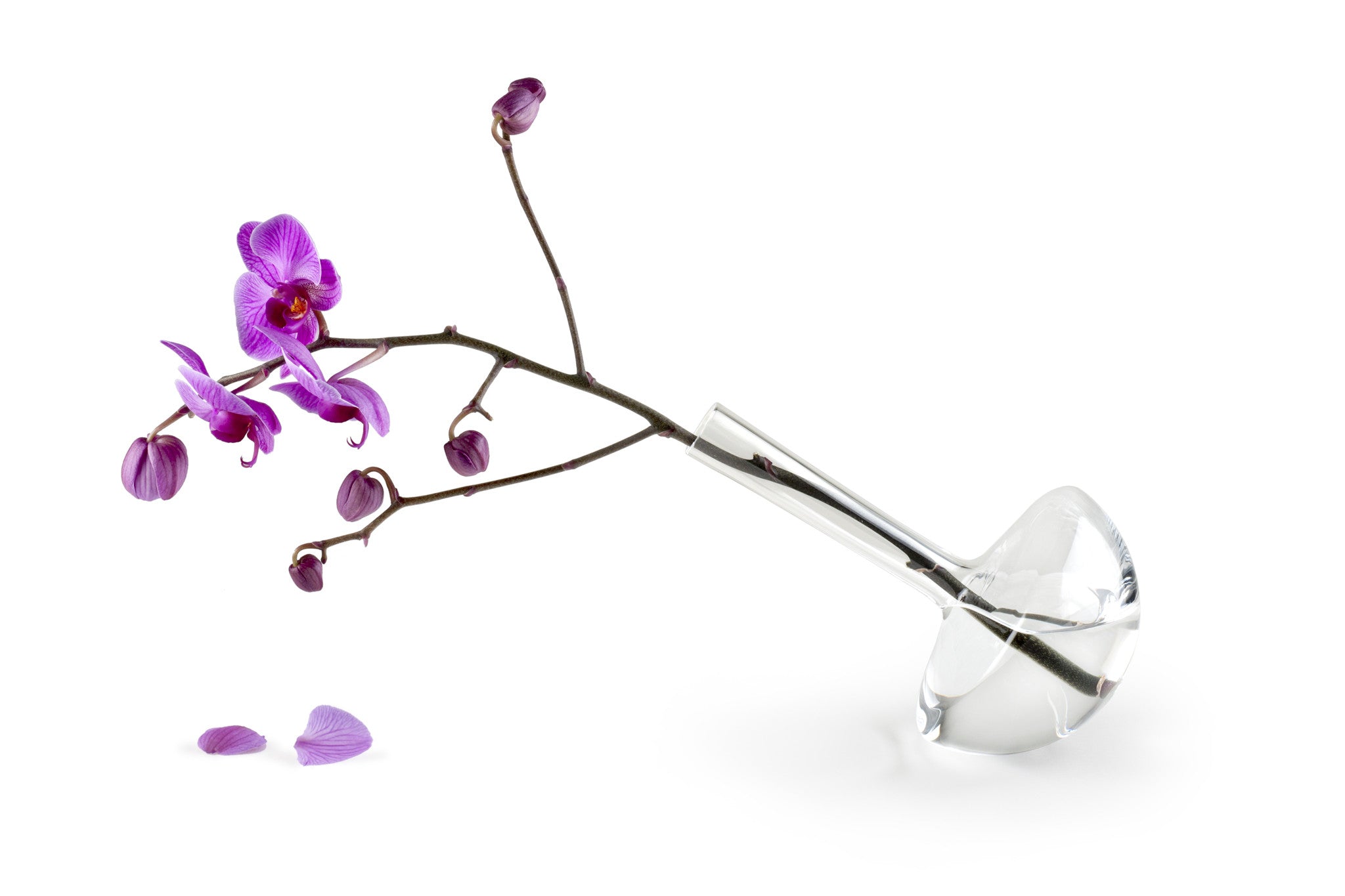 Wilting GAUGE - Photograph by John R Ward