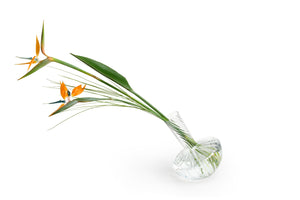 Clear glass vase with orange flowers on a white background