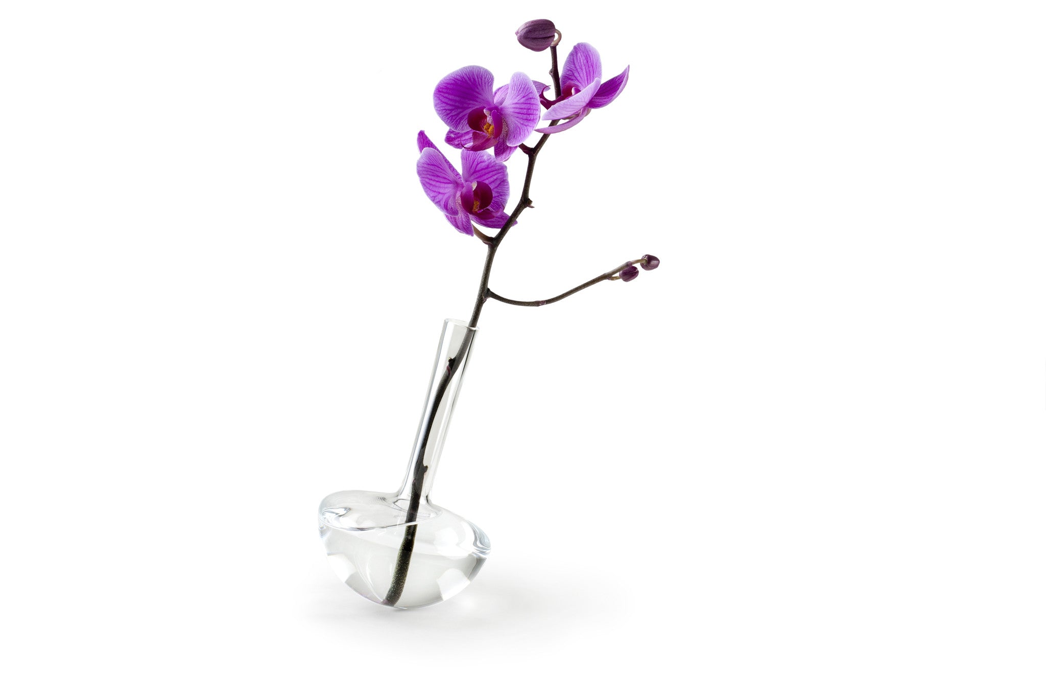 GAUGE vase (Single stem) - Photograph by John R Ward