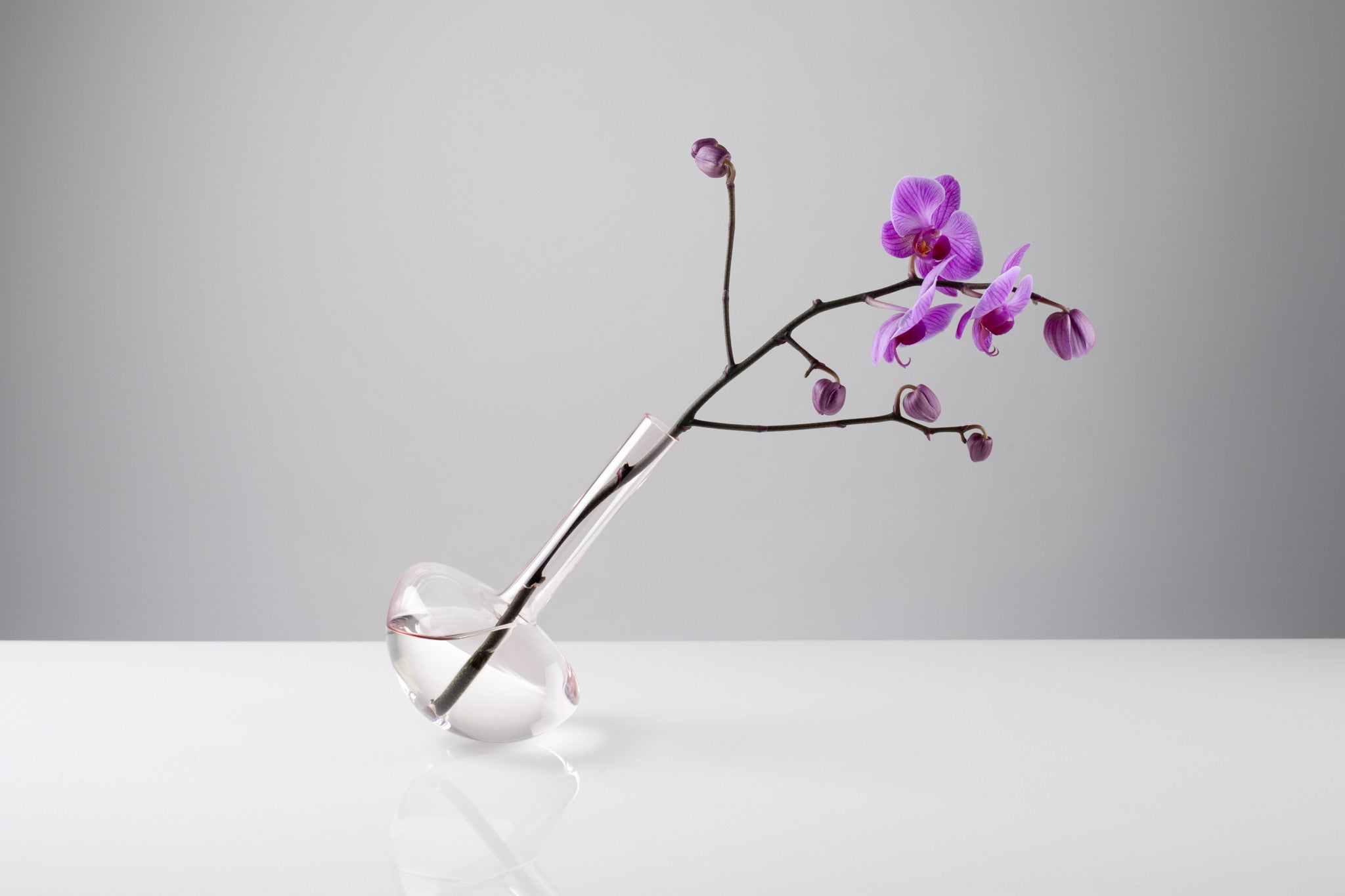 GAUGE (Stems, Rosalin) - Photograph by John R Ward