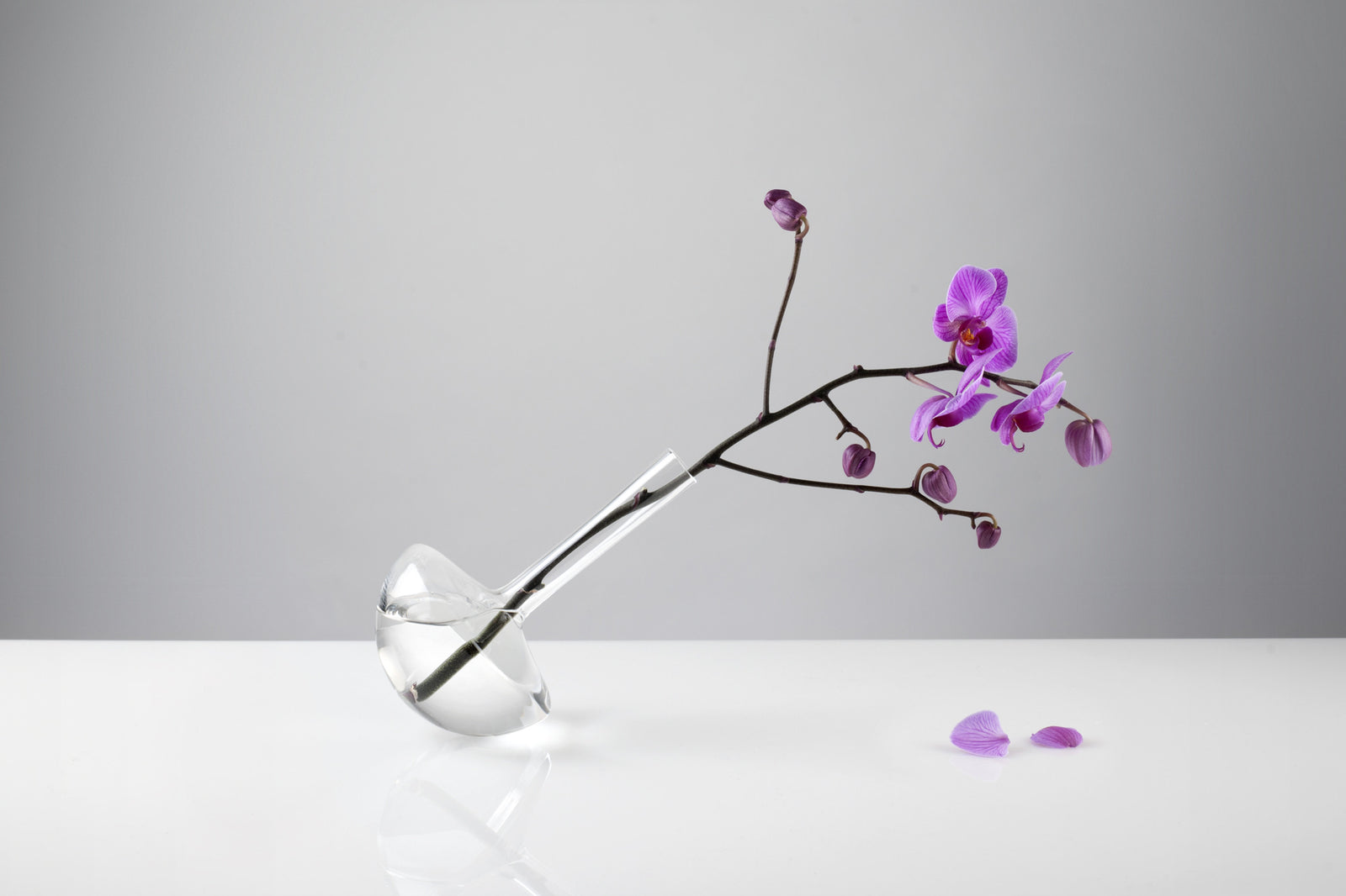 GAUGE (Stems, Clear)- Photograph by John R Ward